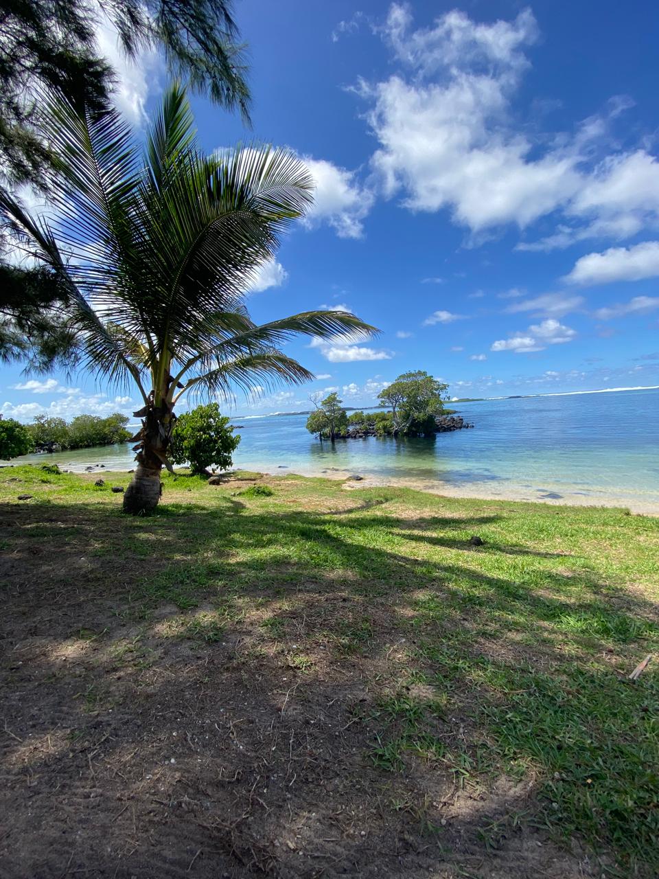Palm tree beach Mauritius